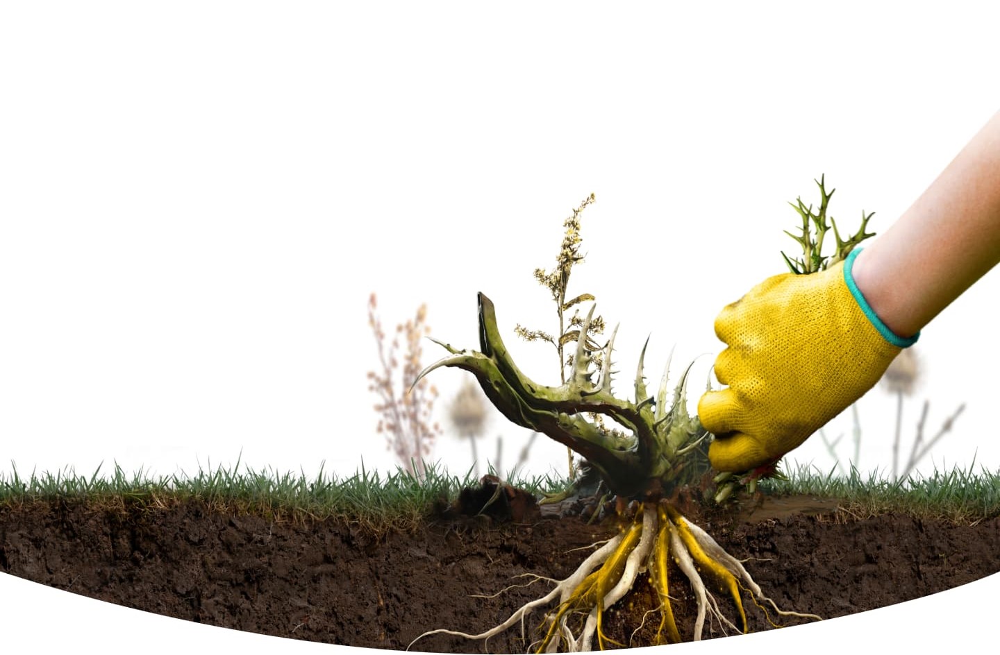 Hand in yellow glove pulling weeds from soil